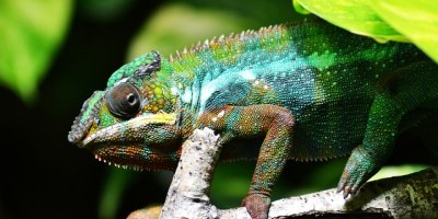 bukalemunlasmak deneme yazisi