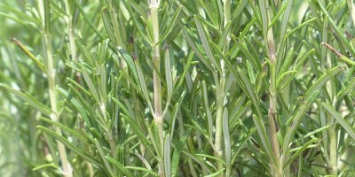 biberiyenin faydalari