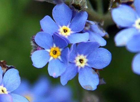 unutmabeni çiçeği anlamı nedir?